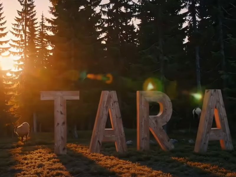 Planina Tara nudi lepotu, avanturu, mir i bogatu floru i faunu, savršena za ljubitelje prirode i istraživanje.
